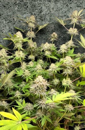 Violet Gas Kush F4