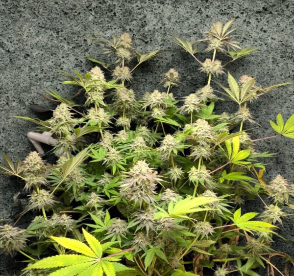 Violet Gas Kush F4