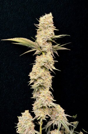 Cherry Banana Split F2 x Violet Gas Kush F3