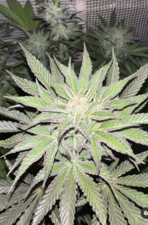 GSC/Orange Stash V1 x Violet Gas Kush F3