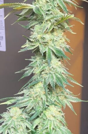 Pakistani Lime Kush F3