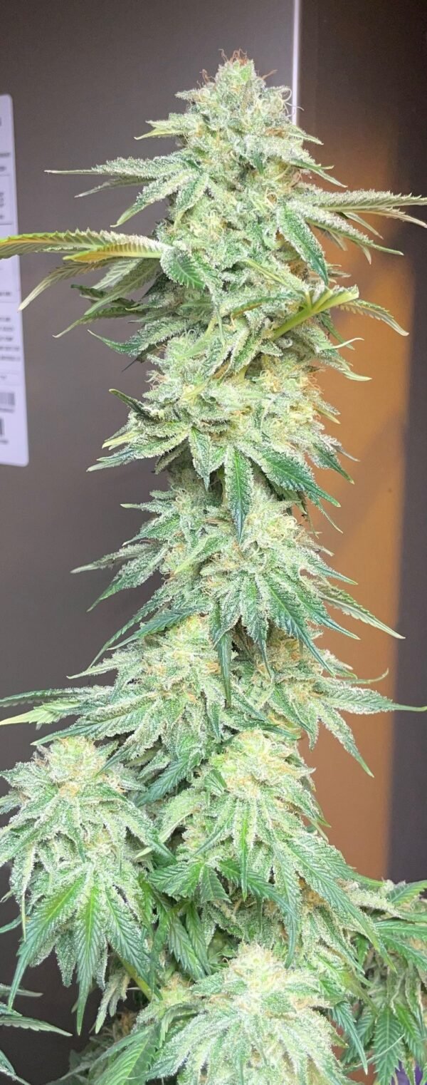 Pakistani Lime Kush F3