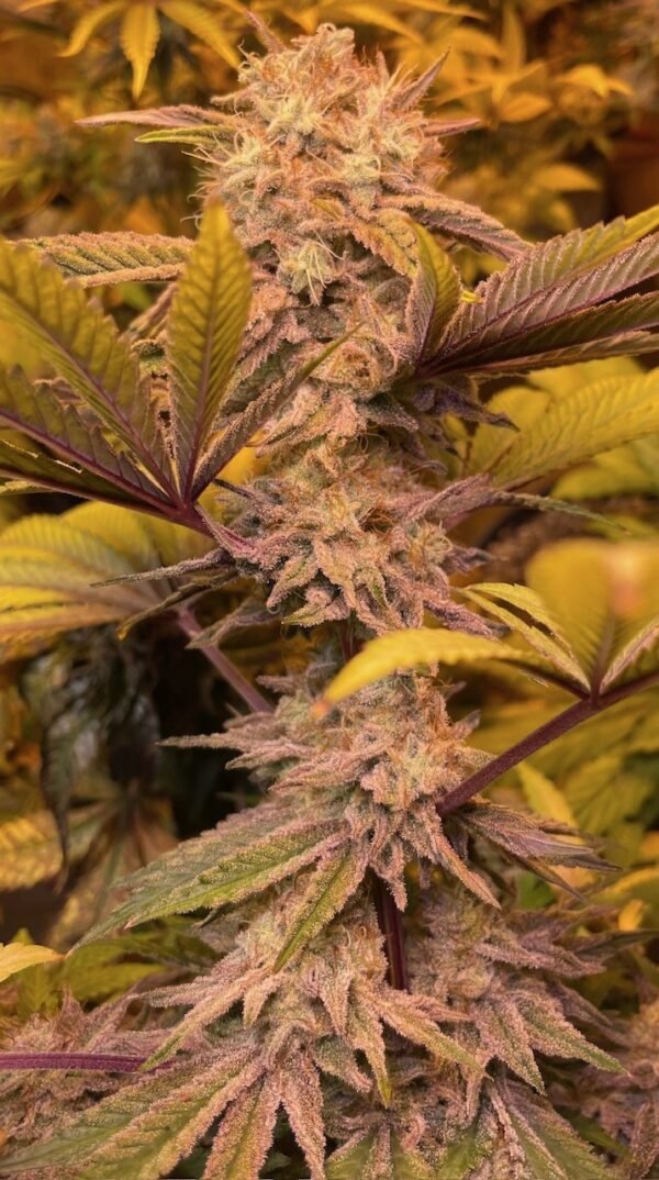 Violet Gas Kush F4 - Image 5