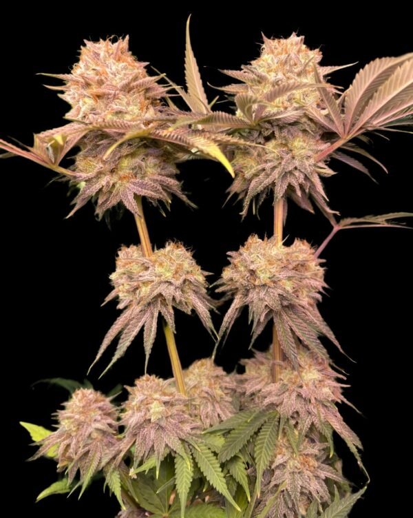 Violet Gas Kush F4 - Image 6