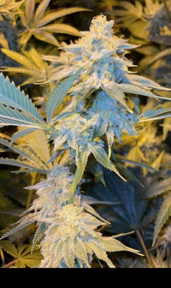 Violet Gas Kush F4 - Image 4