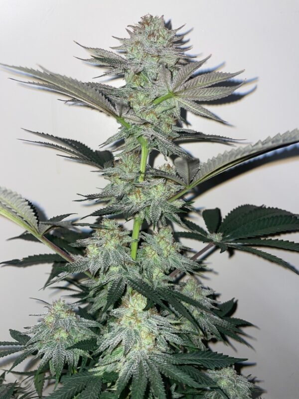 Violet Gas Kush F4 - Image 2