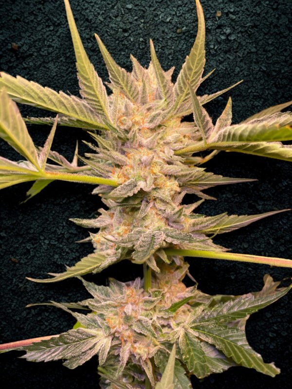 Fight Island F2 x Violet Gas kush F3 - Image 5
