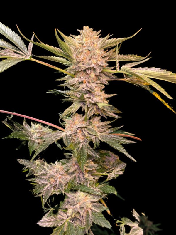Fight Island F2 x Violet Gas kush F3 - Image 4