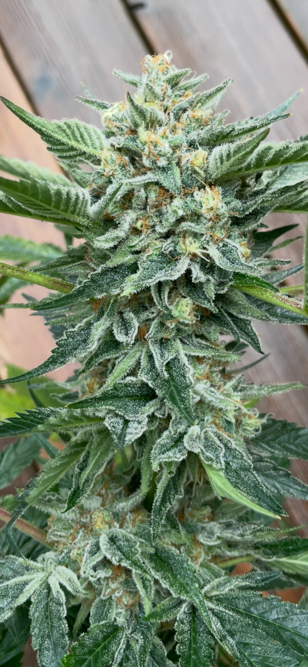 Fight Island F2 x Violet Gas kush F3 - Image 3