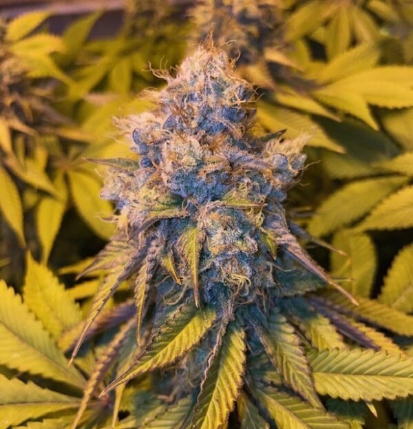 Purple Pillow F2