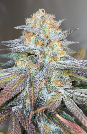 (Lavender Aura x The New/Healing Hashplant) F2