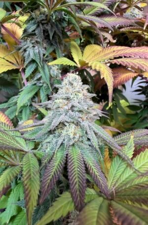 Cherry Banana Split F2 x Pakistani Lime Kush F3