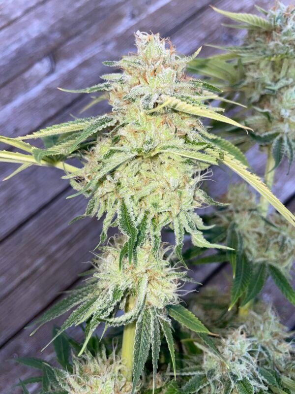 (Fem) Violet Gas Kush F3 x Red River - Image 3