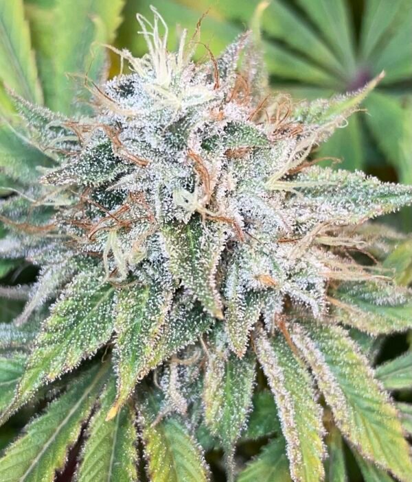 (Fem) Toucan Kush - Image 2