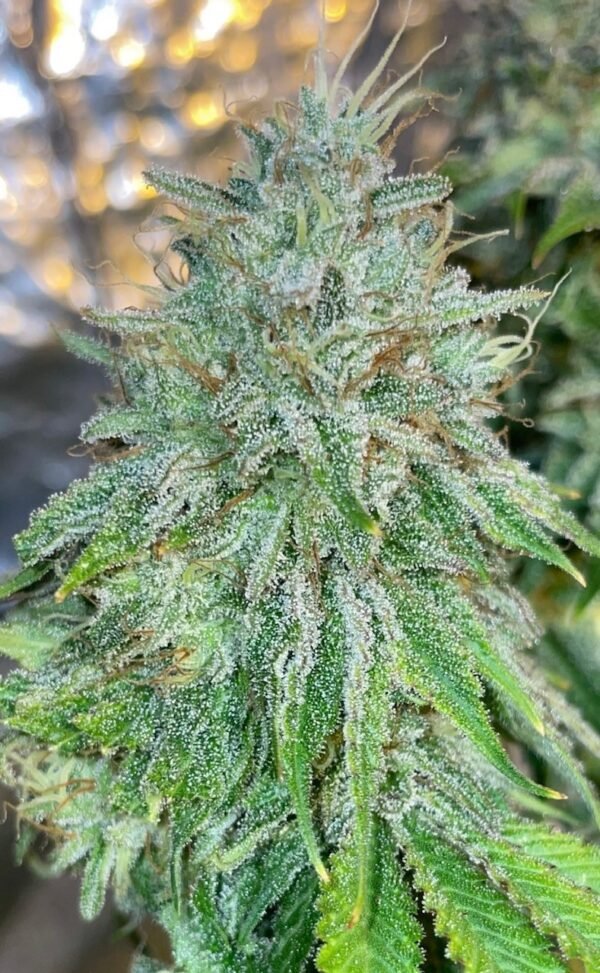 (Fem) Toucan Kush
