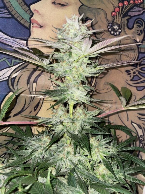 Fight Island F2 x Violet Gas kush F3