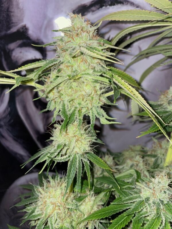 (Fem) Violet Gas Kush F3 x Red River - Image 2