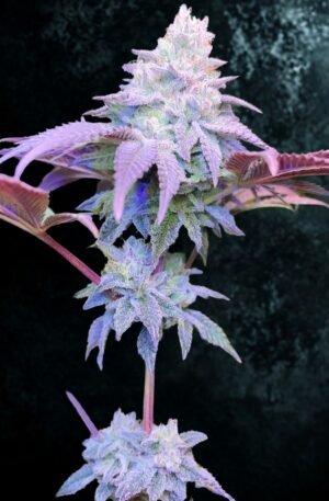 Runtz x Violet Gas Kush F3