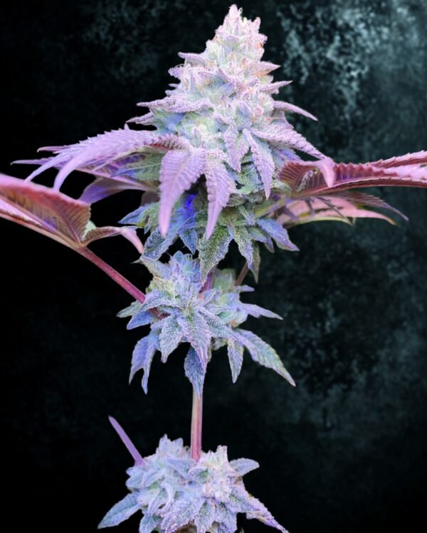 Runtz x Violet Gas Kush F3