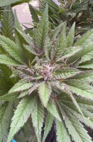 Matanuska/Sheberghan x Pakistani Lime Kush F3