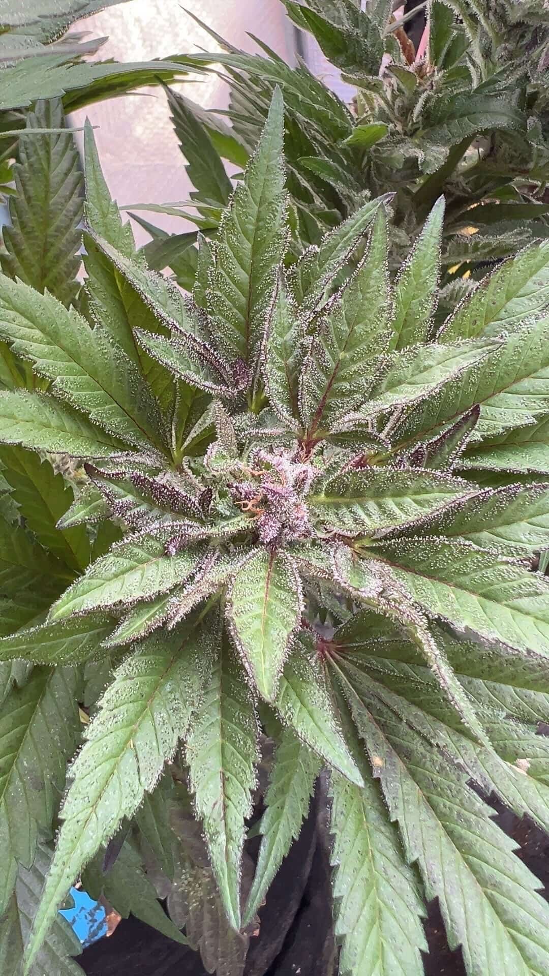 Matanuska/Sheberghan x Pakistani Lime Kush F3