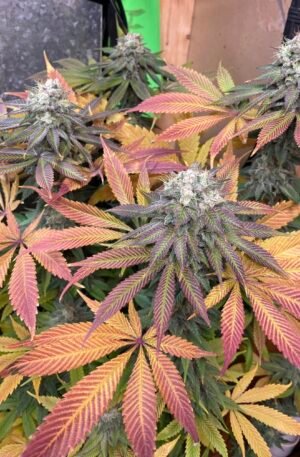 (Fem) Phoenix f3 x Island Siesta
