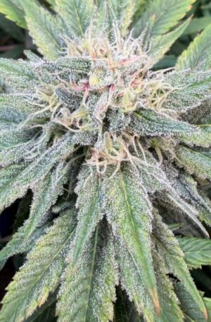 Phoenix F3 x Ortega