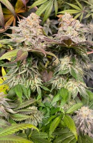 (Fem) Pakistani Lime Kush F3 x Cherry Banana Split F2
