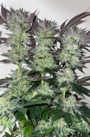 Road Kill Skunk F5