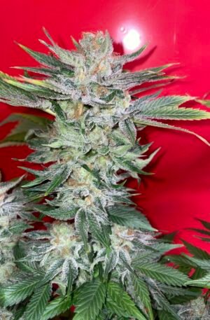 Fight Island F2 x Chocolate Thai