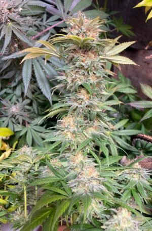 Ortega x Chocolate Thai