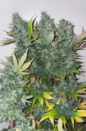 (Fem) Phoenix f3 x Retro Frost