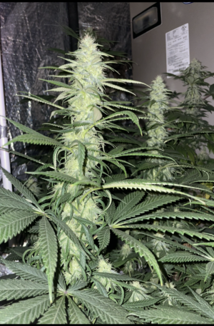 Mango Thai x Purple Pillow